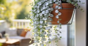 Dichondra ile sadzonek do doniczki, by stworzyć srebrzysty wodospad?
