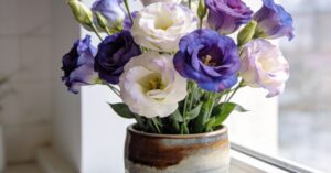 Eustoma wielkokwiatowa: jak uprawiać i pielęgnować te piękne kwiaty?