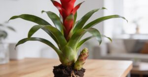 Guzmania rozmnażanie krok po kroku: od podstaw do sukcesu
