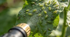 Szare mydło na mszyce: skuteczny i naturalny sposób na walkę ze szkodnikami