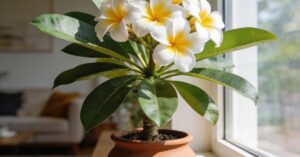 Plumeria: jak uprawiać tę egzotyczną roślinę w domu?