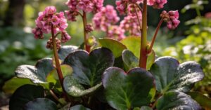 Bergenia sercowata: jak skutecznie uprawiać tę niezawodną bylinę?