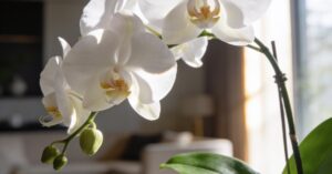 Czy niebieski storczyk zakwitnie ponownie na niebiesko? Prawda o orchidei