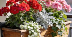 Z czym łączyć pelargonie? Najlepsze kompozycje na balkon i do ogrodu