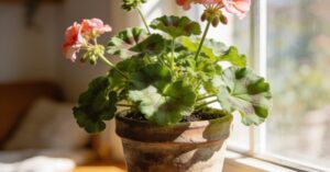 Kwiat anginka jak pielęgnować? Uprawa geranium i przycinanie pelargonii