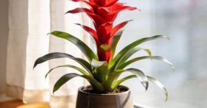 Guzmania pielęgnacja: jak podlewać tę egzotyczną roślinę w doniczce?