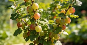 Przycinanie agrestu krok po kroku – poradnik dla obfitych plonów