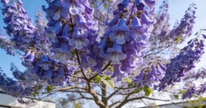 Paulownia po ilu latach kwitnie? Uprawa cesarskiego drzewka szczęścia