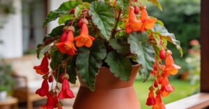 Begonia boliwijska: pielęgnacja, choroby i jak uratować roślinę