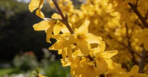 Forsycja przycinanie – kompletny przewodnik krok po kroku
